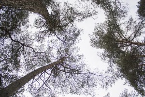 Groeien de bomen tot de hemel